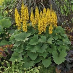'Bottle Rocket' Ligularia