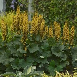 'Bottle Rocket' Ligularia 7 'Bottle Rocket' Ligularia -Florist Shop Ligularia Bottle Rocket 3 P sw