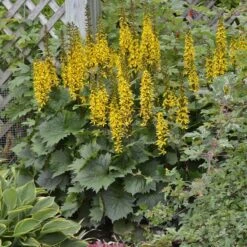 'Bottle Rocket' Ligularia 8 'Bottle Rocket' Ligularia -Florist Shop Ligularia Bottle Rocket 4 P sw