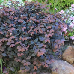 Jazz Hands® Pink Chinese Fringe-Flower -Florist Shop Loropetalum Jazz Hands Dwarf Pink 3