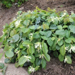 Jazz Hands® White Chinese Fringe-Flower -Florist Shop Loropetalum Jazz Hands Dwarf White 3