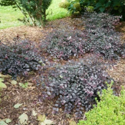 Jazz Hands Mini® Chinese Fringe-Flower -Florist Shop Loropetalum Jazz Hands Mini 3