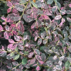 Jazz Hands Night Moves® Chinese Fringe-Flower -Florist Shop Loropetalum Jazz Hands Night Moves 3