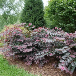Jazz Hands® Pink Chinese Fringe-Flower -Florist Shop LoropetalumJazzHandsPinkP1079773 800x800 9f503d1
