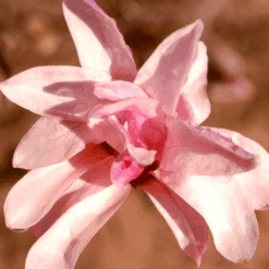 'Leonard Messel' Magnolia -Florist Shop Magnolia Leonard Messel 1
