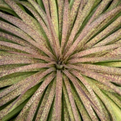 Mad About Mangave® 'Bad Hair Day' Mangave -Florist Shop Mangave BadHairDay Mangave 2