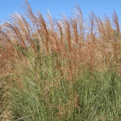 'Scout' Maiden Grass