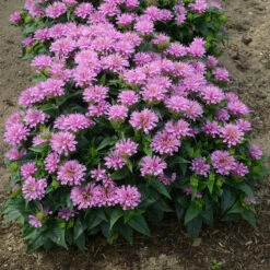 'Pardon My Lavender' Bee Balm -Florist Shop Monarda Pardon My Lavender 3 P