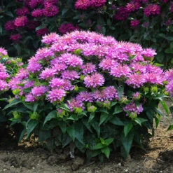 'Pardon My Lavender' Bee Balm -Florist Shop Monarda Pardon My Lavender 5 P