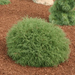 Mr. Bowling Ball® Arborvitae