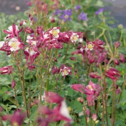 'Biedermeier Mix' Columbine -Florist Shop P1037254 800x800 d4c8f1c