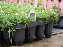 Blue Star Creeper (Isotoma Fluviatilis) -Florist Shop P1064381