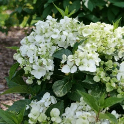 Fairytrail™ White Cascade Hydrangea -Florist Shop P1214369 800x800 8731f55