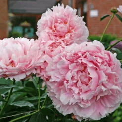 'Sarah Bernhardt' Peony -Florist Shop PaeoniaSarahBernhardt 080607gbv009