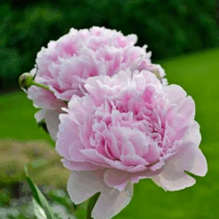 'Sarah Bernhardt' Peony -Florist Shop PaeoniaSarahBernhardt 130620cre002