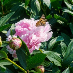 'Sarah Bernhardt' Peony -Florist Shop PaeoniaSarahBernhardtwithbutterfly 160606gbo017