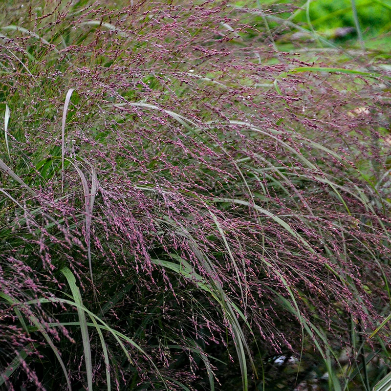 Prairie Winds® 'Apache Rose' Switchgrass 2 Prairie Winds® 'Apache Rose' Switchgrass - Image 2