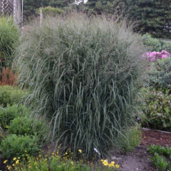 Prairie Winds® 'Apache Rose' Switchgrass 7 Prairie Winds® 'Apache Rose' Switchgrass -Florist Shop Panicum Apache Rose 2 P