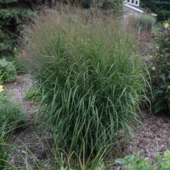 Prairie Winds® 'Apache Rose' Switchgrass 8 Prairie Winds® 'Apache Rose' Switchgrass -Florist Shop Panicum Apache Rose 4 P