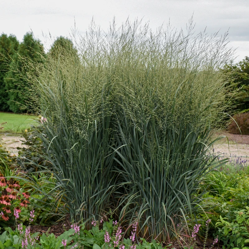 Prairie Winds® 'Totem Pole' Switchgrass 2 Prairie Winds® 'Totem Pole' Switchgrass - Image 2
