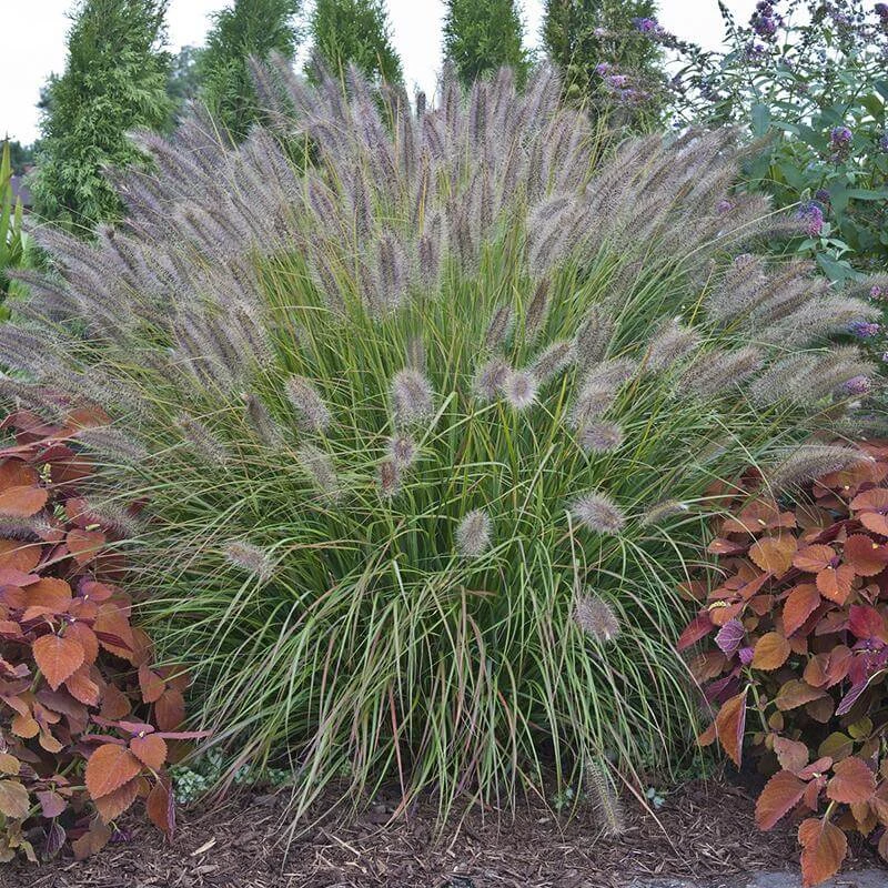 Prairie Winds® 'Desert Plains' Fountain Grass 1 Prairie Winds® 'Desert Plains' Fountain Grass
