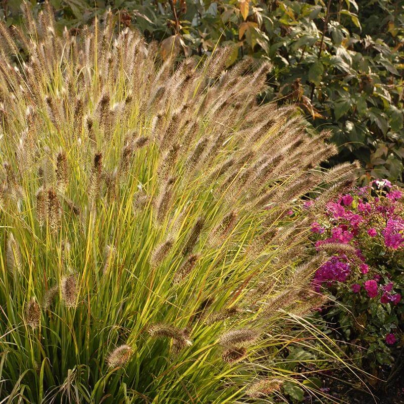 Prairie Winds® 'Desert Plains' Fountain Grass 2 Prairie Winds® 'Desert Plains' Fountain Grass - Image 2