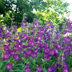 Cha Cha™ 'Purple' Beardtongue