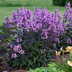 'Midnight Masquerade' Beardtongue -Florist Shop Penstemon Midnight Masquerade 3 P