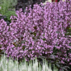 'Midnight Masquerade' Beardtongue -Florist Shop Penstemon Midnight Masquerade 4 P