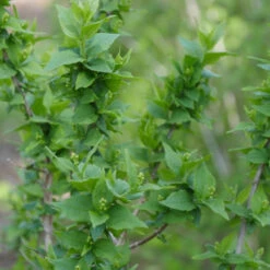 Illuminati Arch® Mock Orange -Florist Shop Philadelphus Illuminati Arch 3