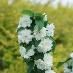 Illuminati Spice™ Mock Orange -Florist Shop Philadelphus Illuminati Spice DSC06775