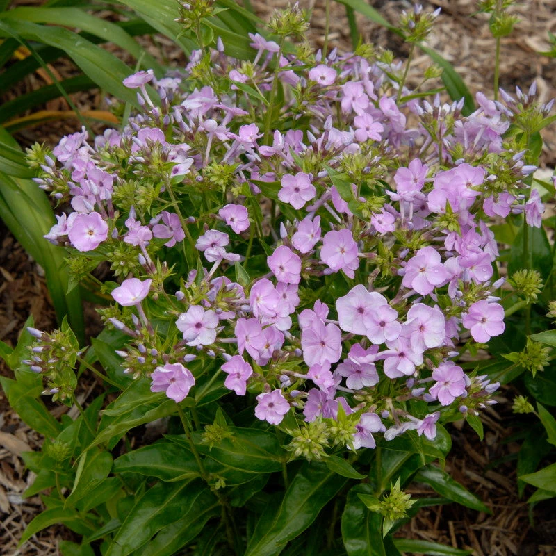 'Opening Act Blush' Hybrid Phlox 5 'Opening Act Blush' Hybrid Phlox - Image 5