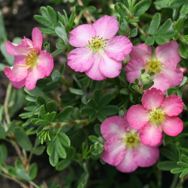 Happy Face Hearts® Potentilla 1 Happy Face Hearts® Potentilla