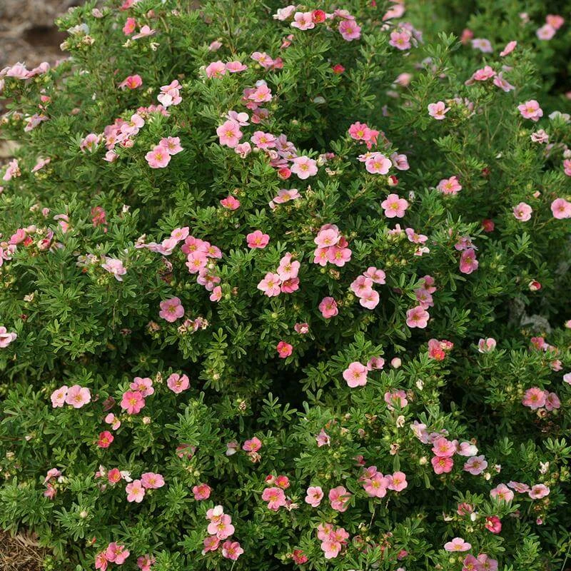 Happy Face® Pink Paradise Potentilla 1 Happy Face® Pink Paradise Potentilla
