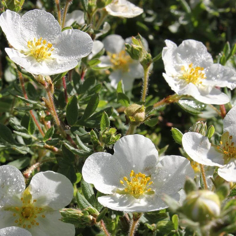 Happy Face® White Potentilla 4 Happy Face® White Potentilla - Image 4