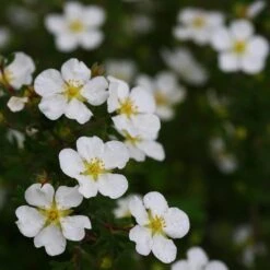 Happy Face® White Potentilla 10 Happy Face® White Potentilla -Florist Shop Potentilla Happy Face White 5 P sw