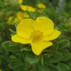 Happy Face® Yellow Potentilla -Florist Shop Potentilla Happy Face Yellow 5 P