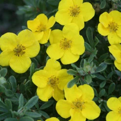 Happy Face® Yellow Potentilla -Florist Shop Potentilla Happy Face Yellow 6 P