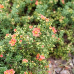 Happy Face® Orange Potentilla 7 Happy Face® Orange Potentilla -Florist Shop Potentilla Happy Face Orange P1239060