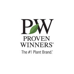 Prairie Winds® 'Niagara Falls' Switchgrass -Florist Shop ProvenWinners 41386744 6fa0 484f bbf2 e5d7492845d8