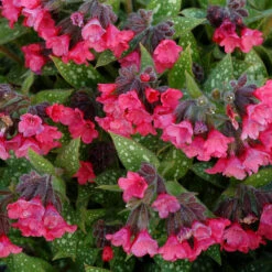 'Shrimp On The Barbie' Lungwort -Florist Shop Pulmonaria Shrimps on the Barbie 2 sq