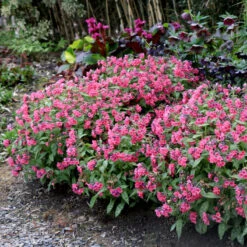 'Shrimp On The Barbie' Lungwort