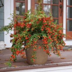 Berry Box™ Pyracomeles -Florist Shop PyracomelesBerryBoxP1117266 1080x1080 8244075