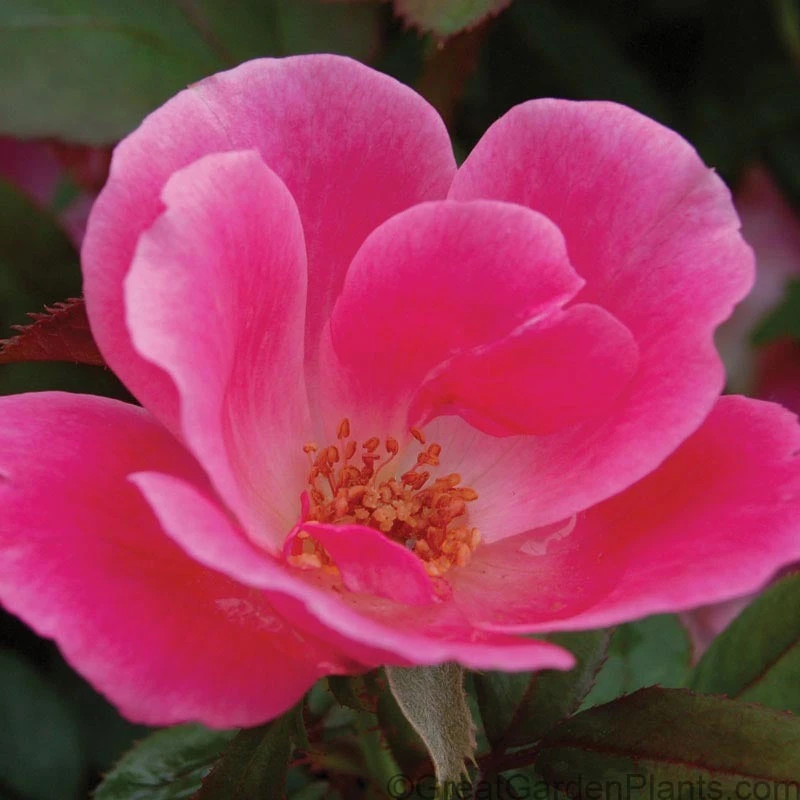 Pink Knock Out® Rose 1 Pink Knock Out® Rose