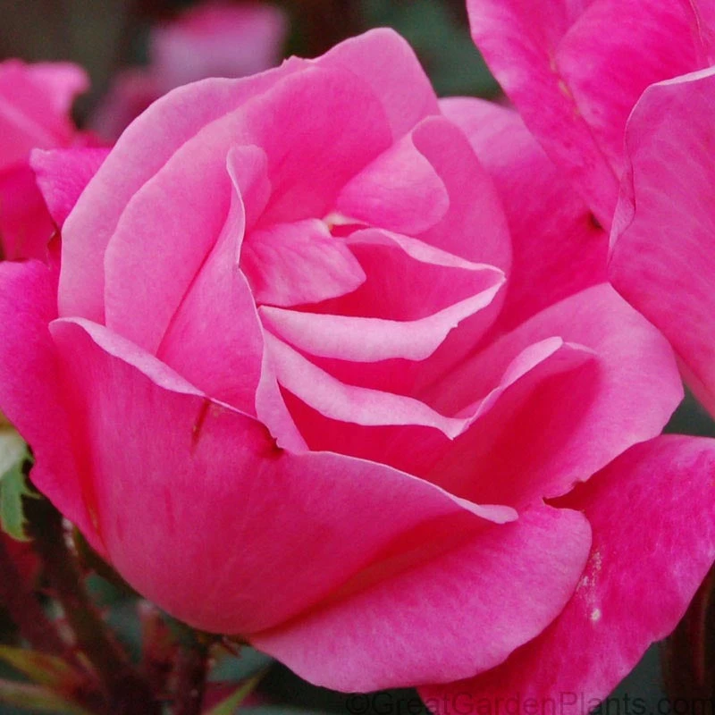Pink Knock Out® Rose 3 Pink Knock Out® Rose - Image 3
