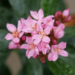 La Vida Grande™ Indian Hawthorn -Florist Shop RhaphiolepisLaVidaGrandeP1075031 800x800 b1236b4