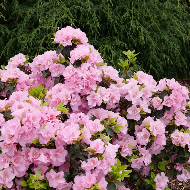 Perfecto Mundo® Double Pink Reblooming Azalea 3 Perfecto Mundo® Double Pink Reblooming Azalea - Image 3