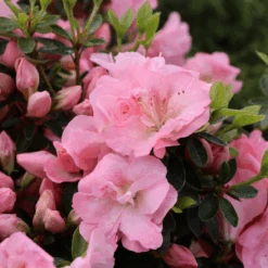 Perfecto Mundo Pink Carpet™Reblooming Azalea -Florist Shop RhododendronPerfectoMundoPinkCarpetIMG 0641 800x800 6a0c32b