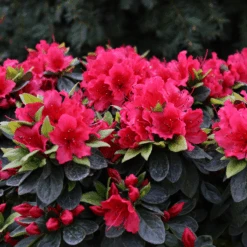 Perfecto Mundo® Red Reblooming Azalea