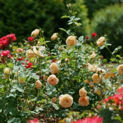 Flavorette™ Honey-Apricot Rose -Florist Shop RosaFlavoretteApricot HoneyDSC04297 1080x1080 3345916